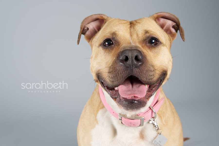 pit bull smiling on grey background