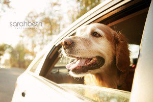 dog going for a ride in the car