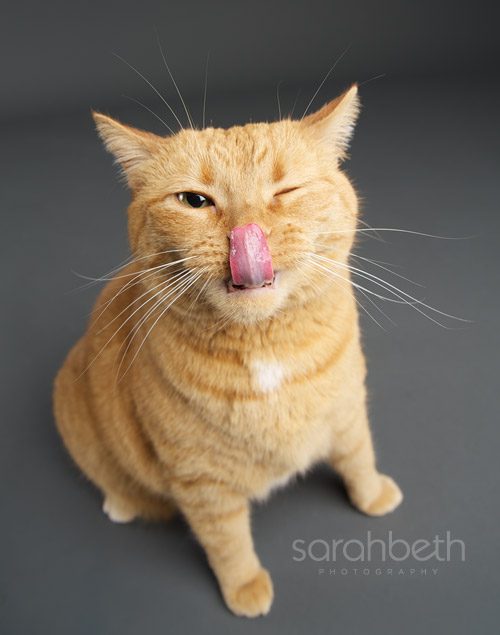 cat tongue winking