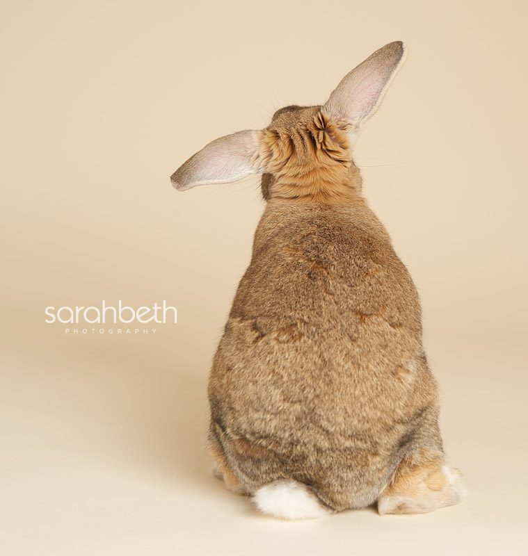 bunny rabbit helicopter ears