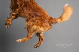 jumping out of frame dog