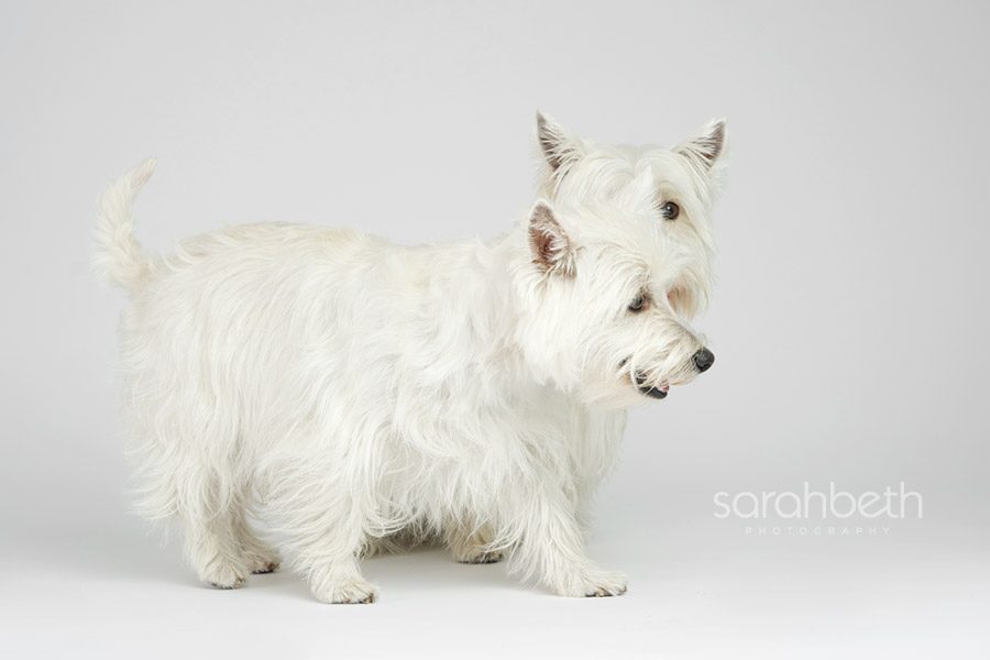 west highland terriers