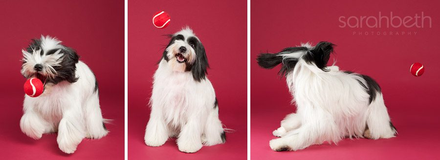 crazyballface, tennis ball, fluffy dog