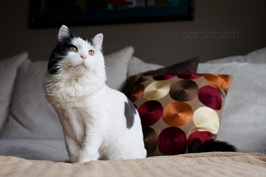 cat portrait, window light