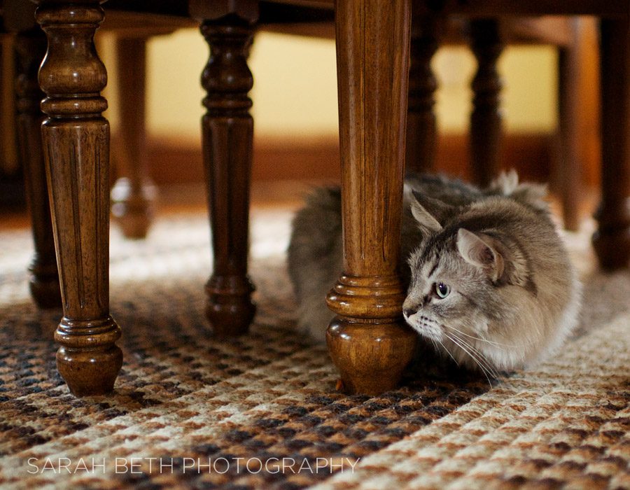 kitty hiding under a table