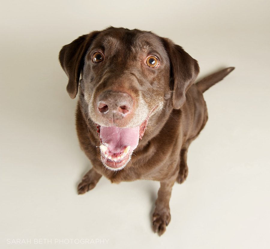chocolate lab, smiling, from above