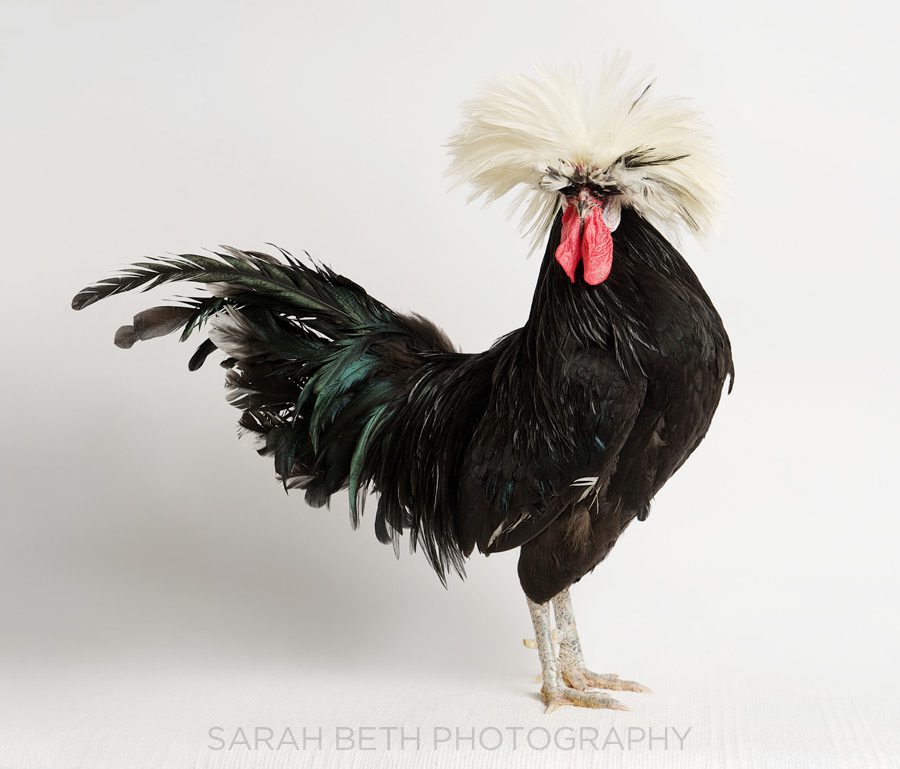 black rooster with white feathers on his head