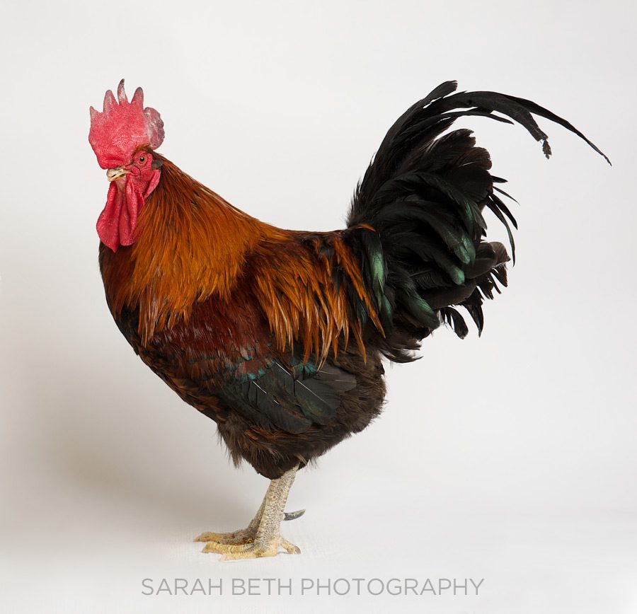 generic rooster, red black