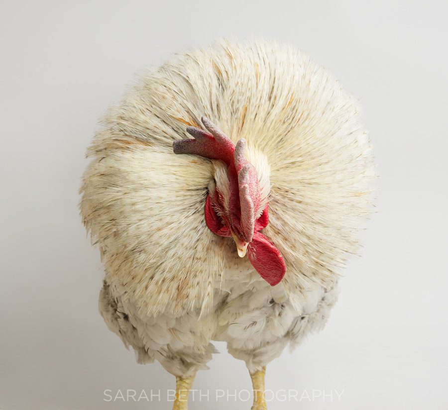 white rooster, ruffle feathers