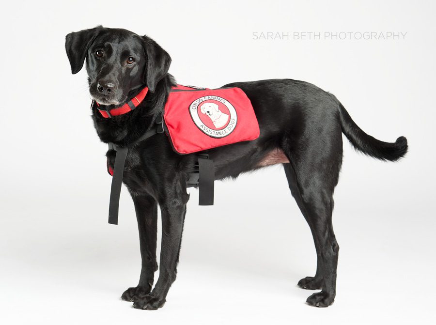 black lab, rescue dog, assistance dog