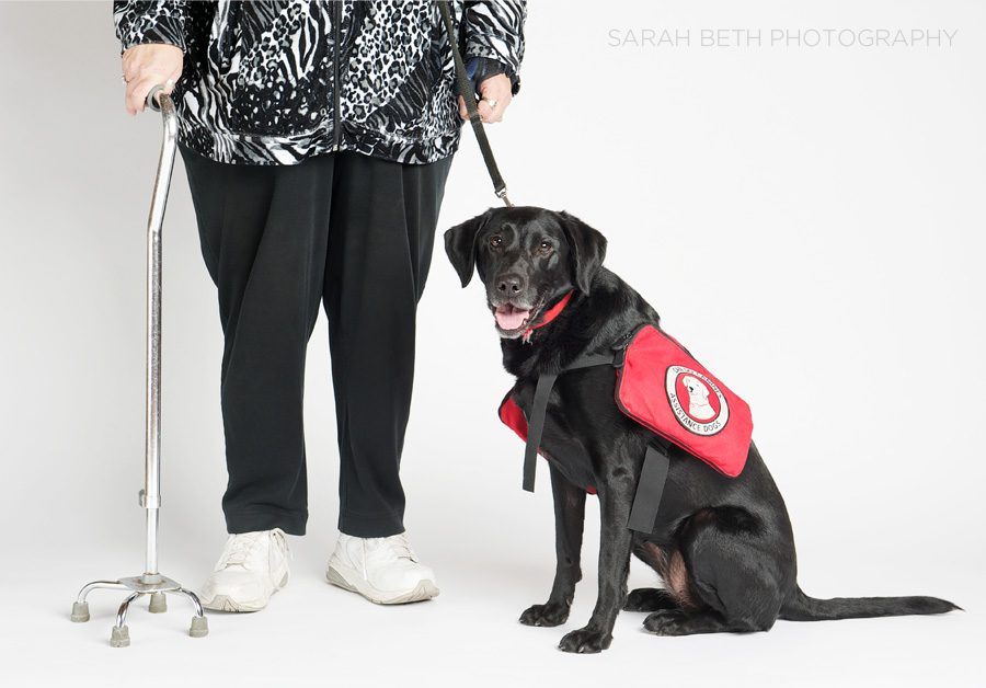 black lab diabetes assistance dog with her human partner
