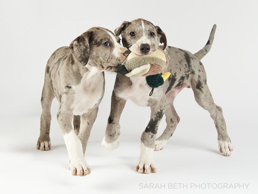 two blue merle great dane puppies, duck toy