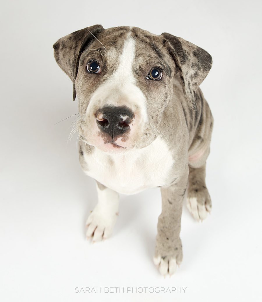 female great dane puppy, adoption
