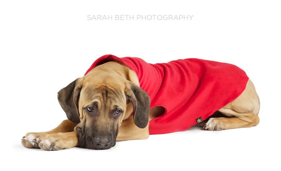 mastiff puppy, red coat