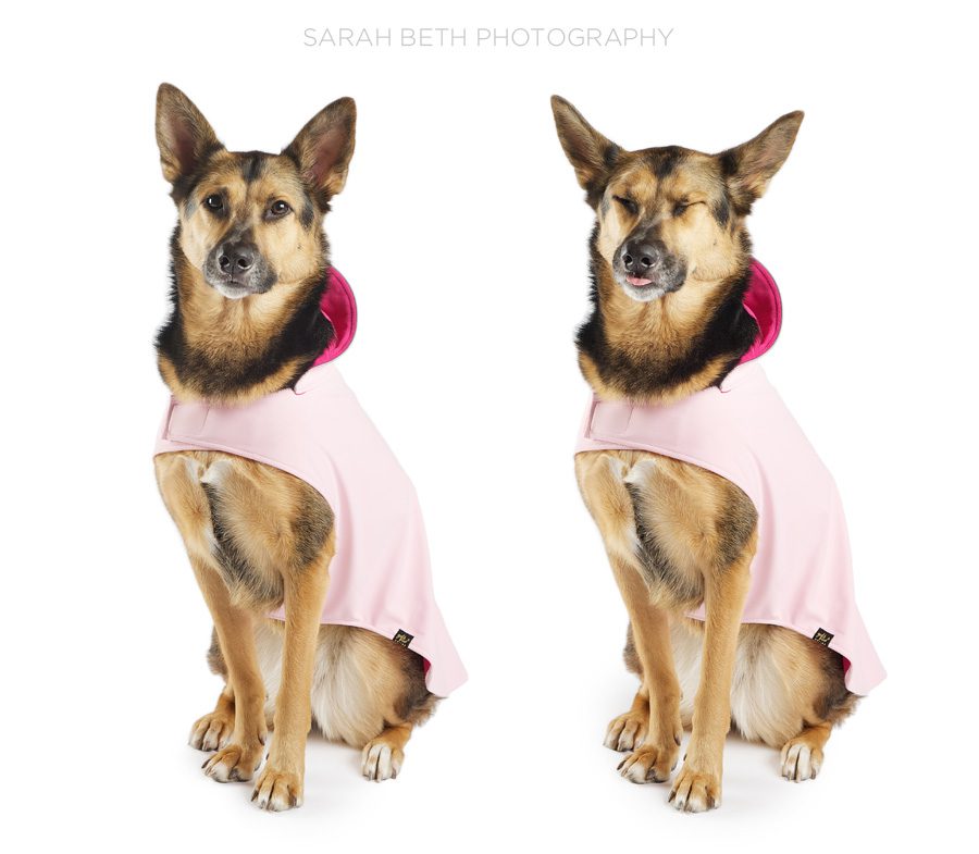 german shepherd mix, smiling, pink dog coat