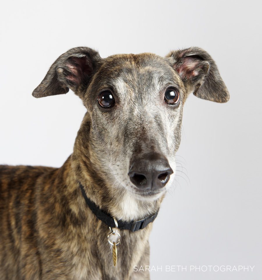 brindle greyhound, ears perked, retired racing hound