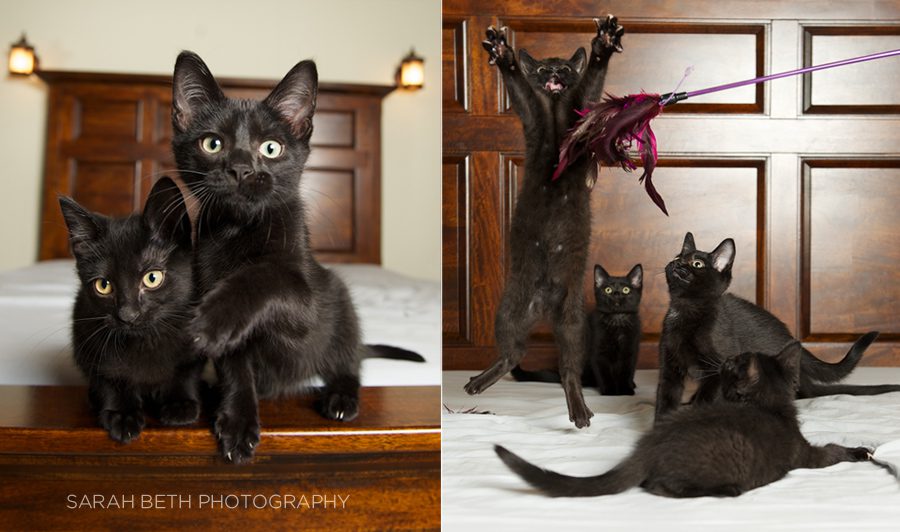 litter of black kittens, leaping for feather toy