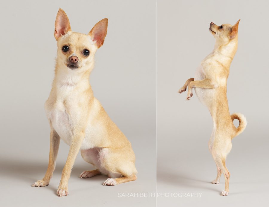 buff colored chihuaua, sitting, standing up