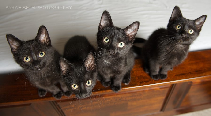black kitten litter, minneapolis cat photography