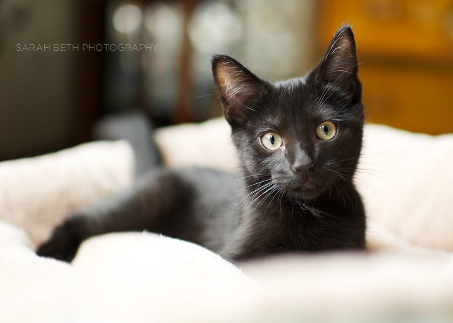 curious black kitten photo