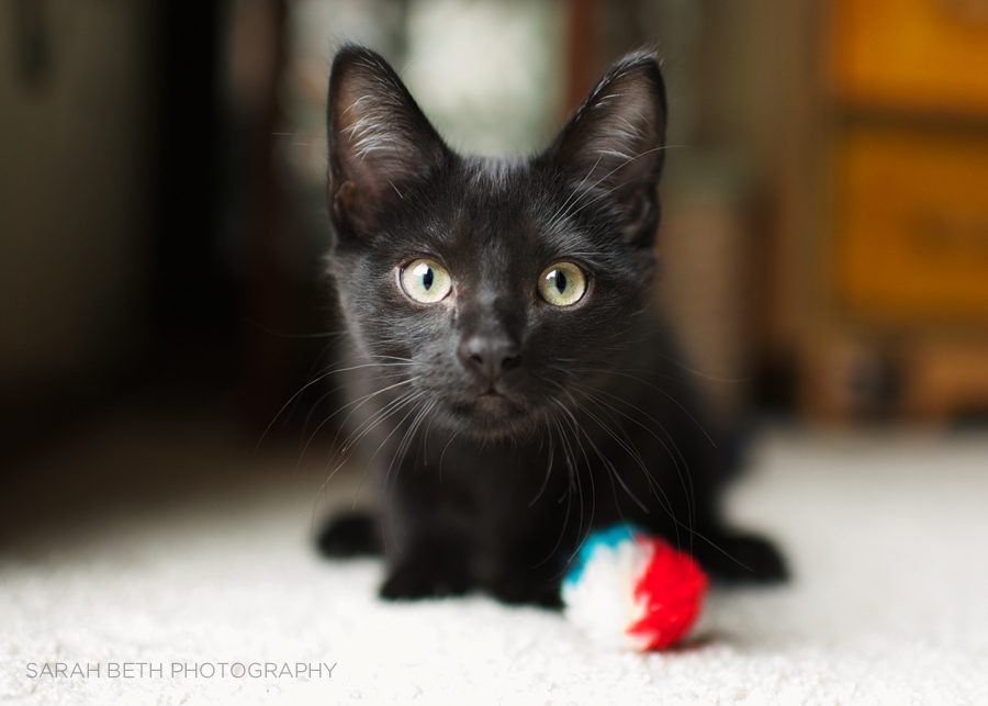 black kitten with a cat toy, playful