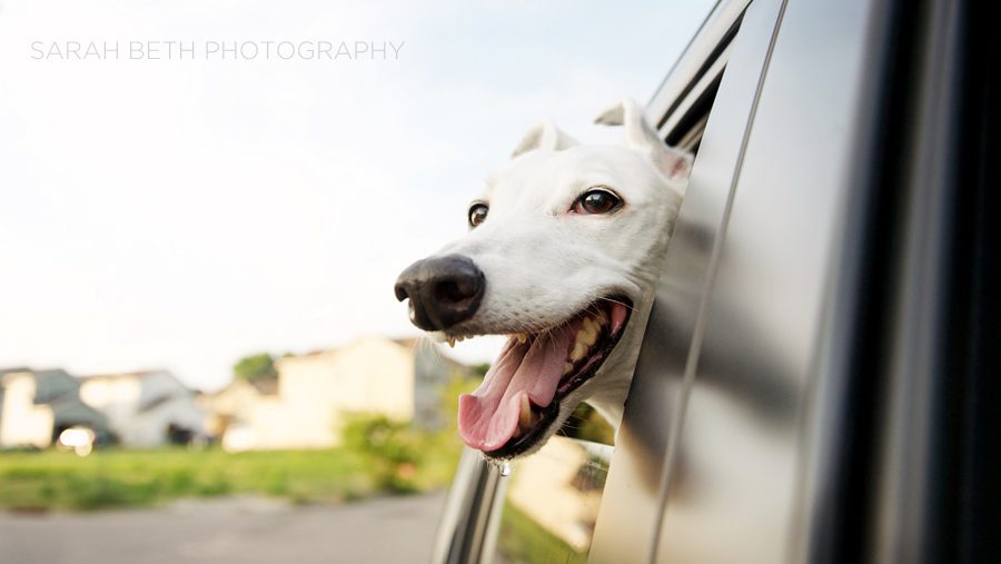 white greyhound, ride in the car, head out the window, minneapolis suburb
