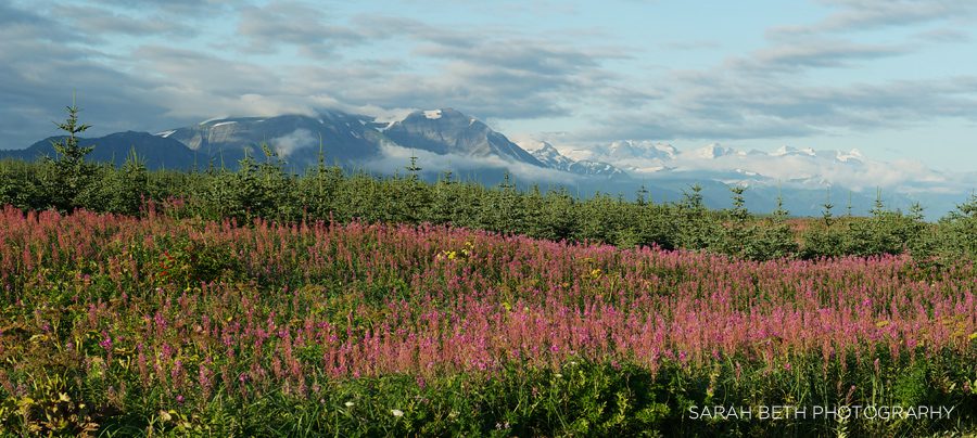 pink flowers, alaskan mountain range