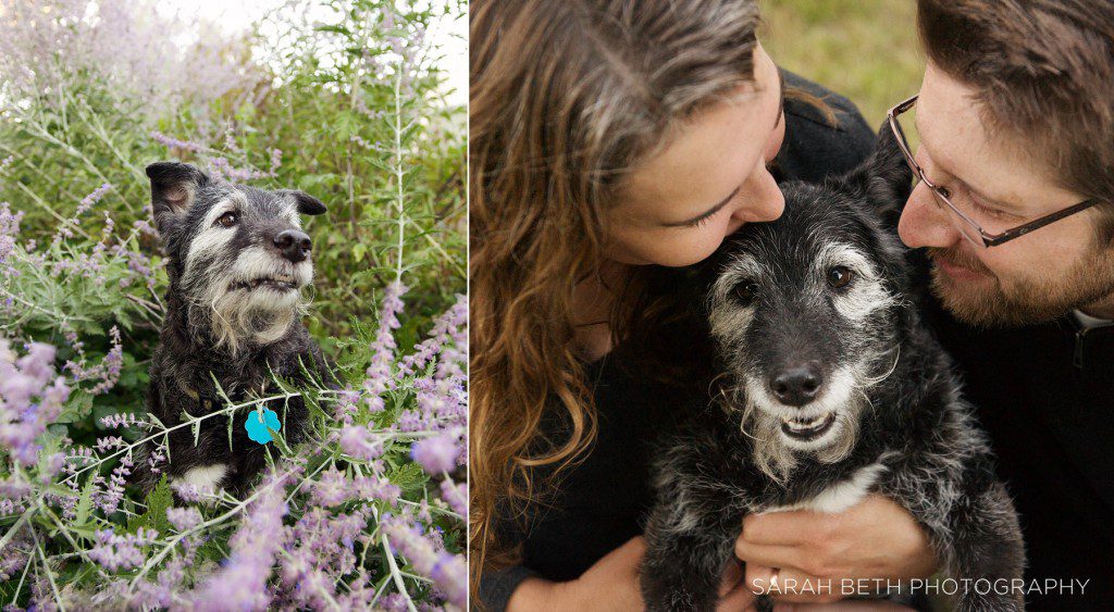 russian sage, dog, family