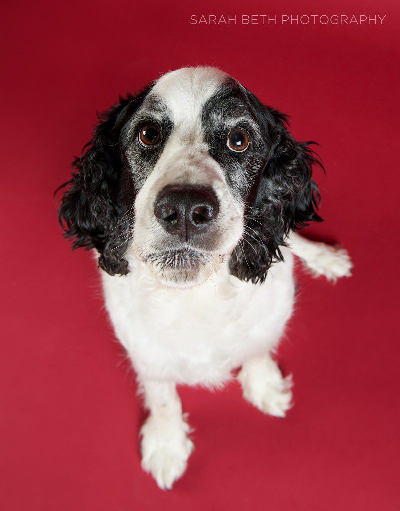 black and white spaniel on red background