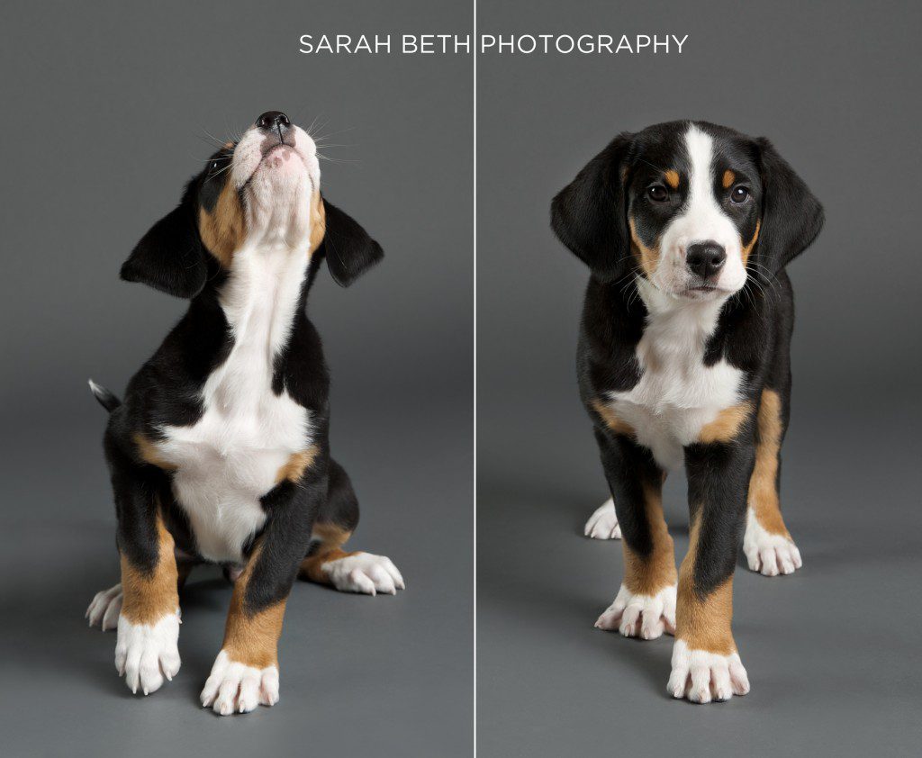 swiss mountain dog puppy, grey studio photo
