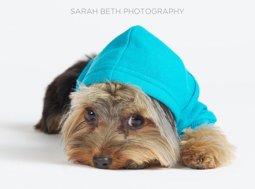yorkie in a blue hoodie, white background