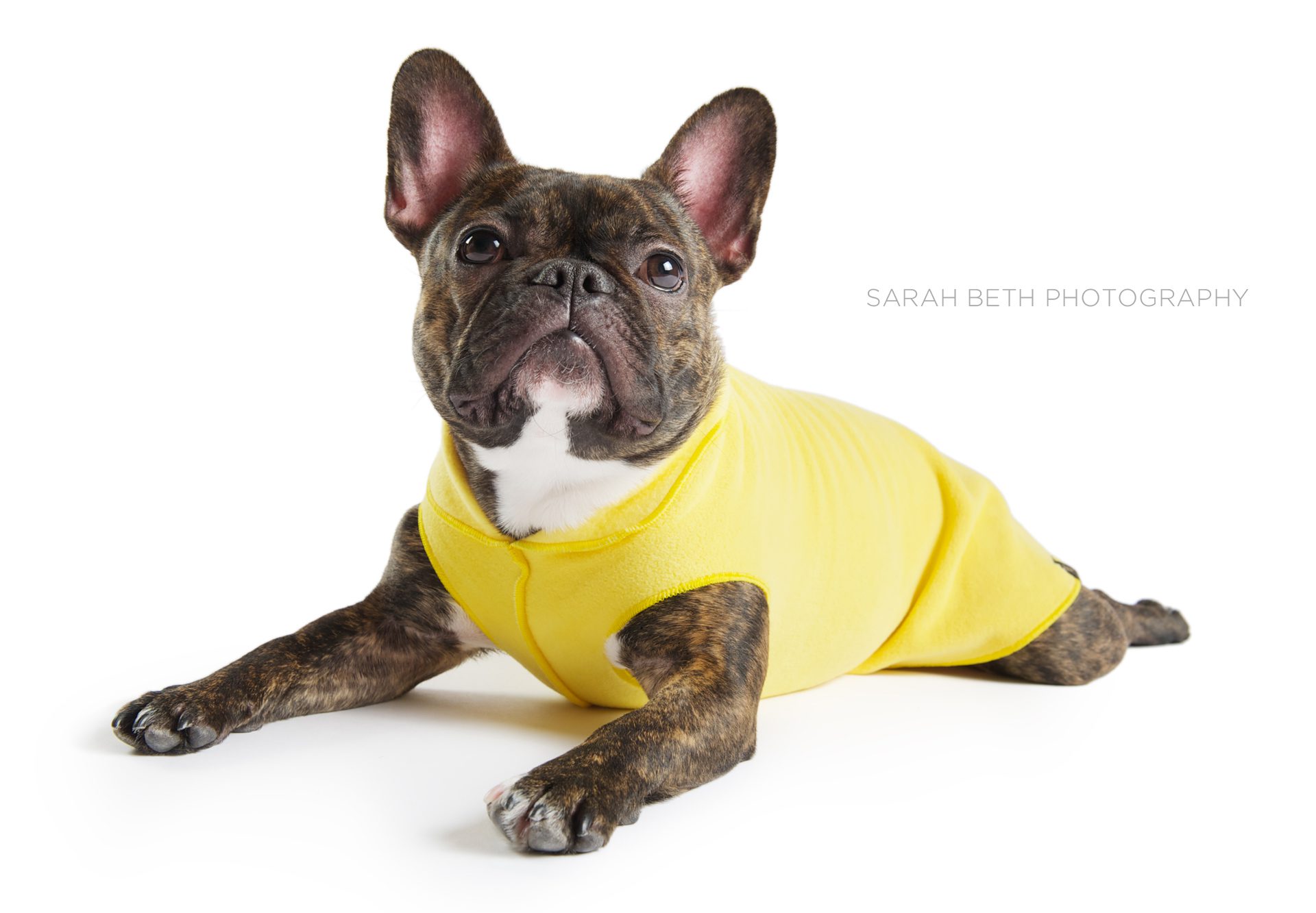 brindle french bulldog in a yellow coat, white background