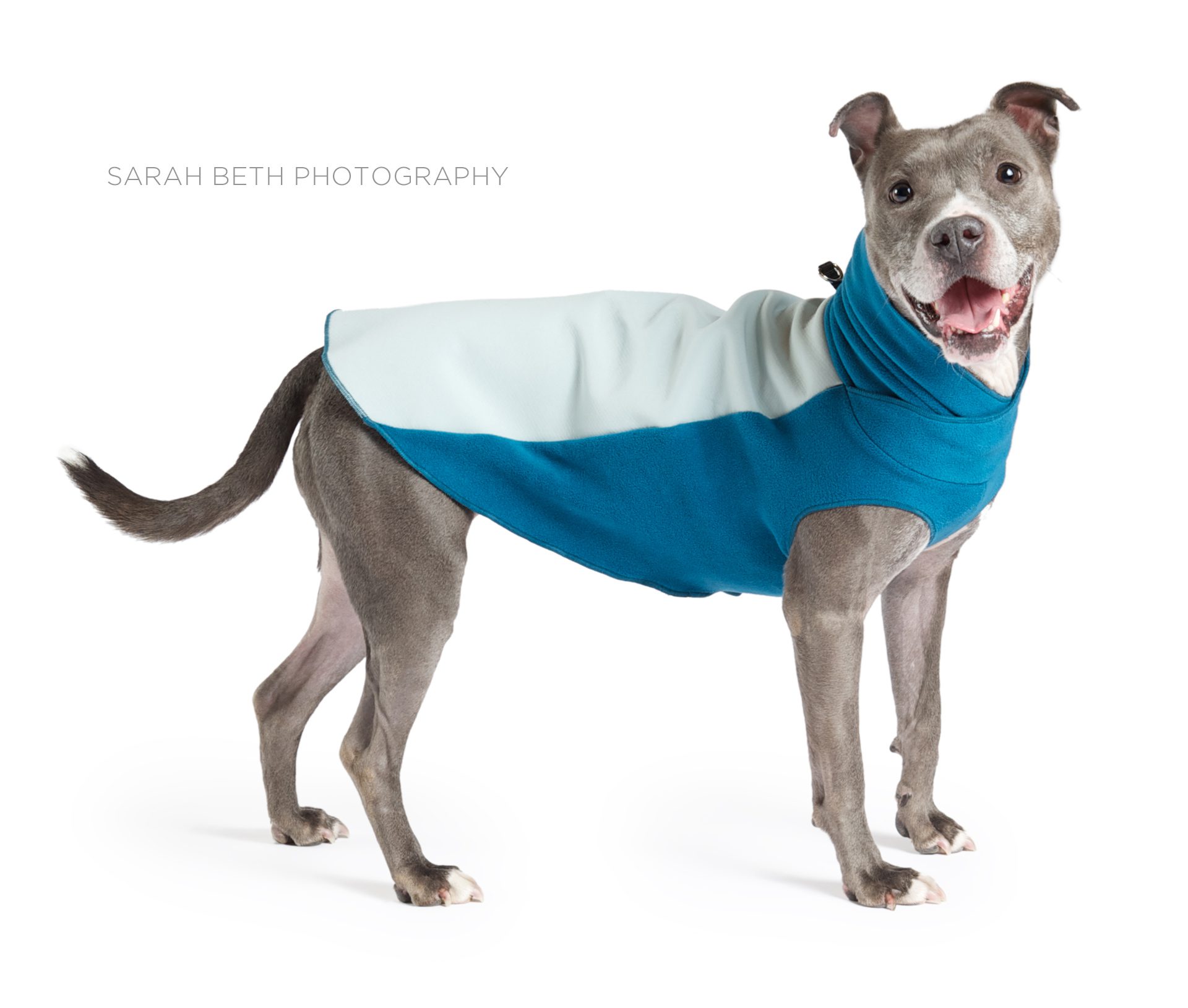 grey pitbull in a blue coat