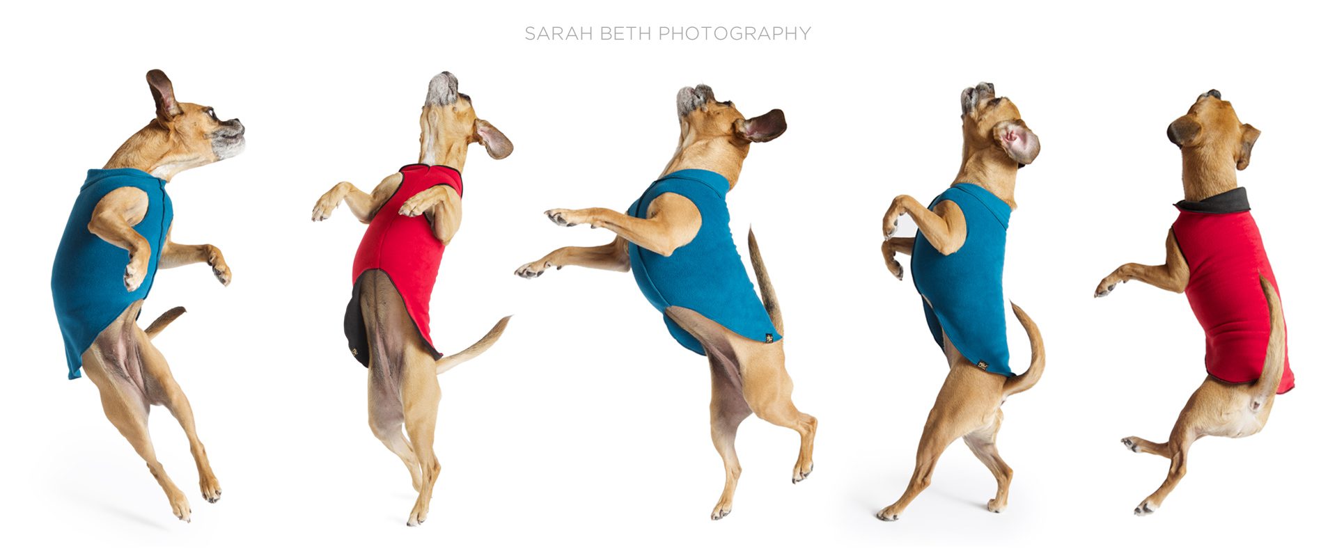 jumping series of puggle in blue and red coats
