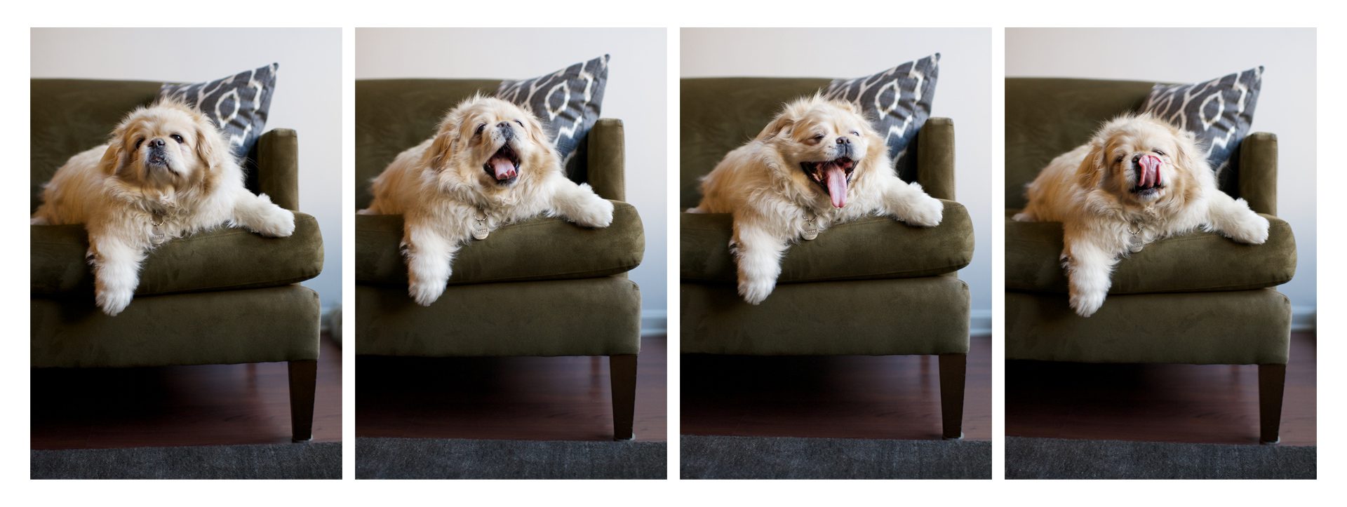 storyboard collage, pekinese  yawning, green couch