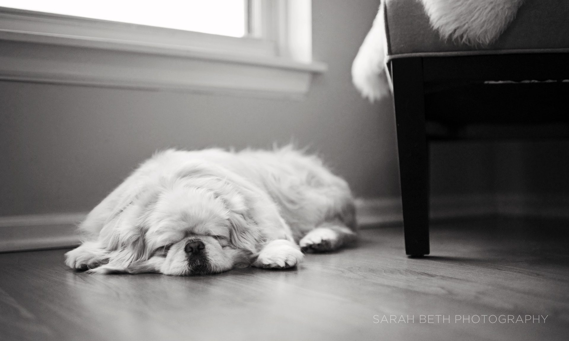 black and white, sleeping dog