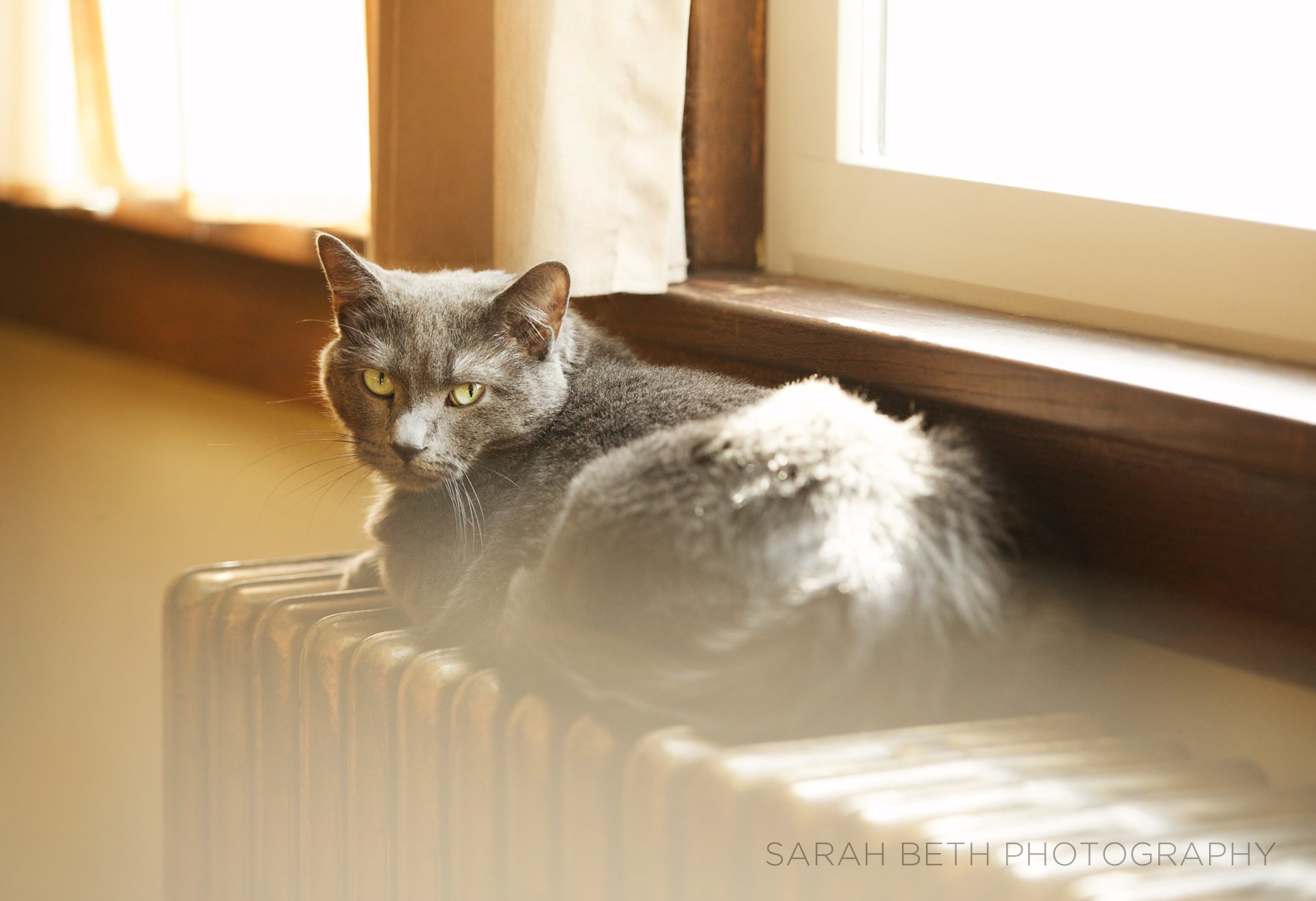 grey cat on a radiator near a window