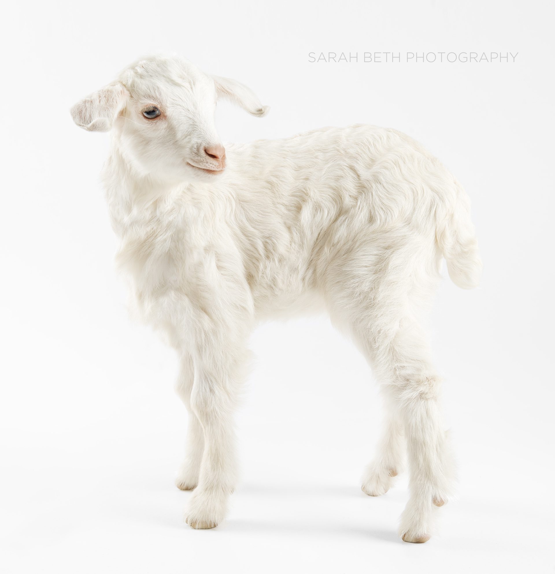 white goat kid on seamless background