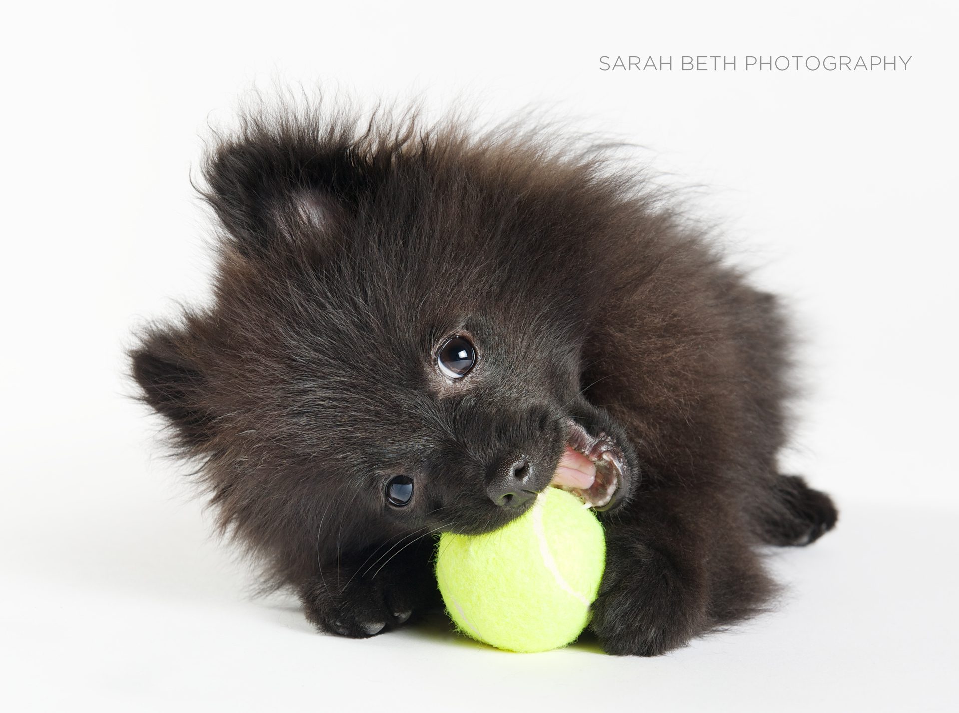 black pomeranian puppy with tennis ball, white background.