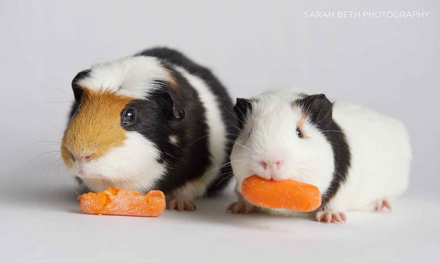 bonded pair of guinea pigs eating carrots