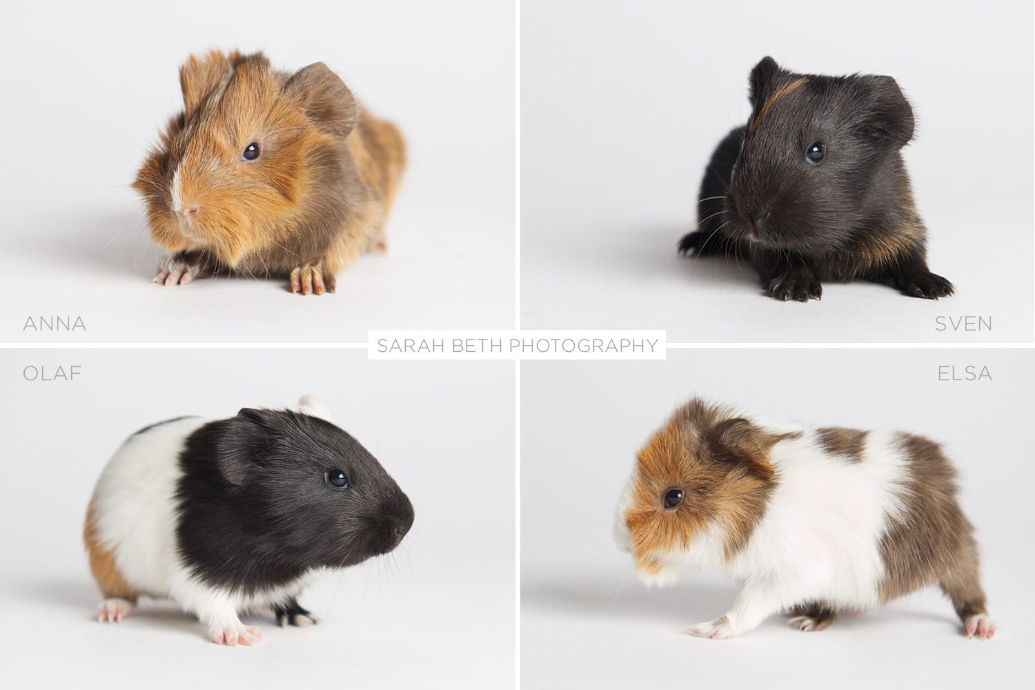 4 guinea pig babies