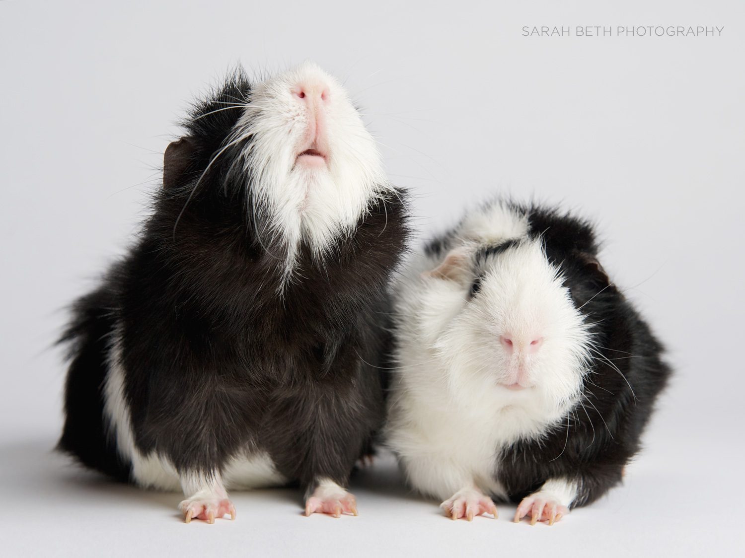 black and white guinea pig litter mates