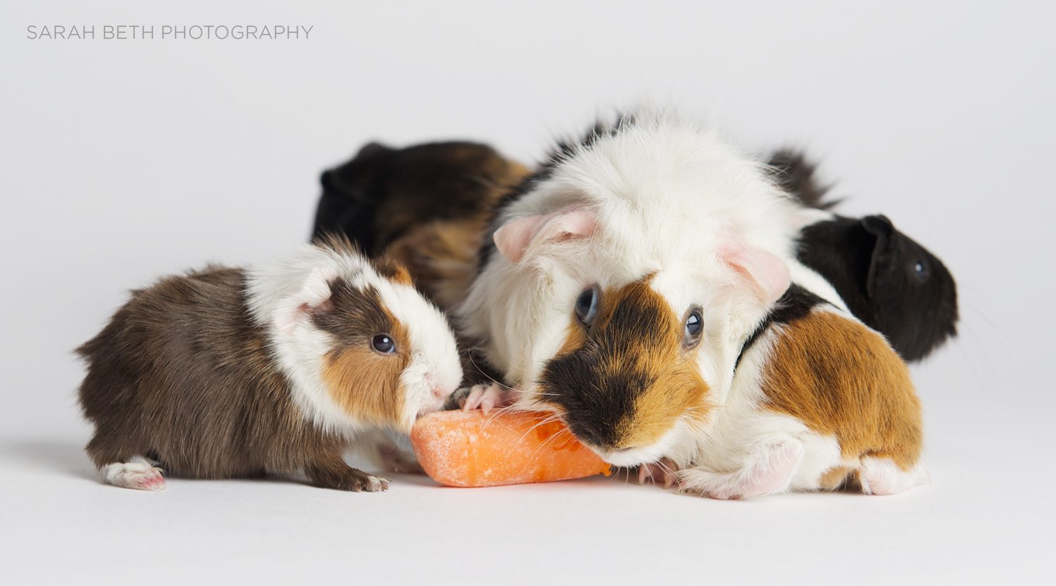minneapolis guinea pig family