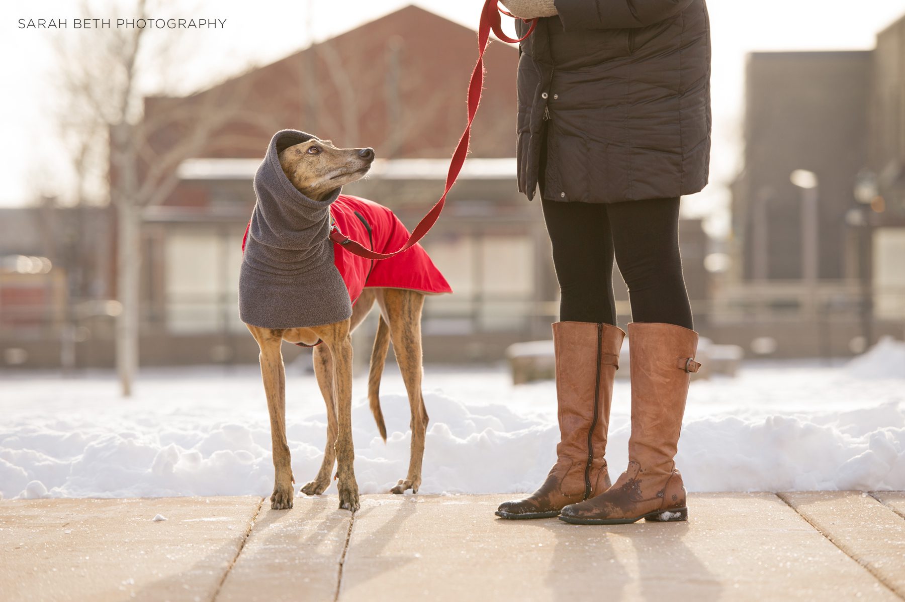 greyhound, winter, coat, snood