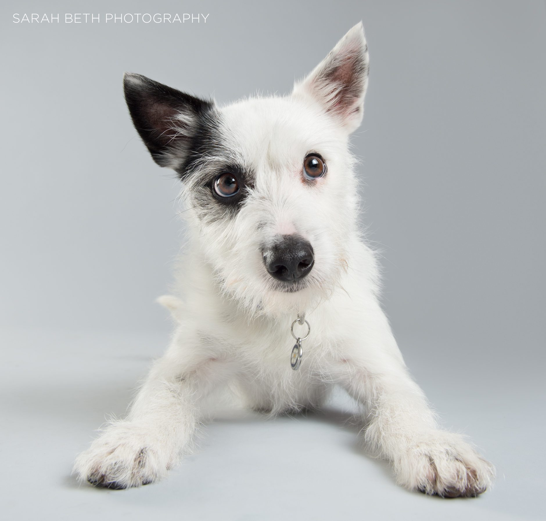 black and white terrier mix
