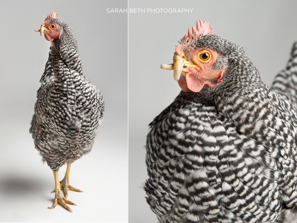 Chicken Run :: March Rescue of the Month - Sarah Beth Photography -  Minneapolis St. Paul Pet Portraits