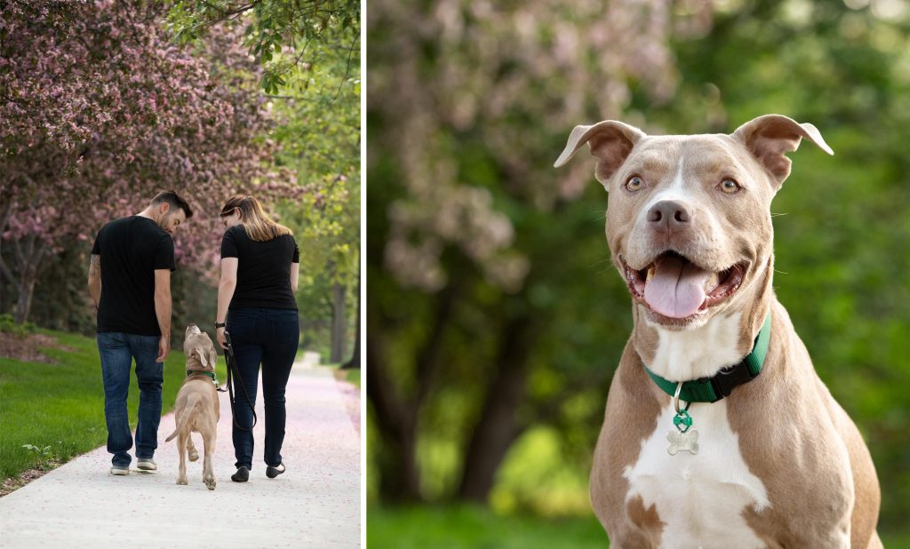 pit bull with couple and flowering crab trees
