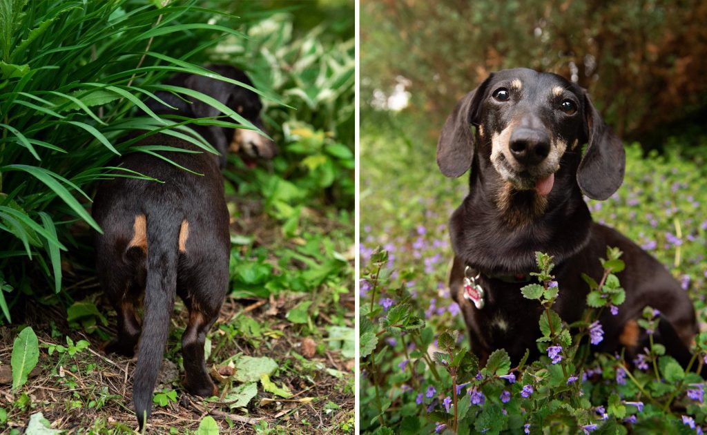 dachshund in the spring