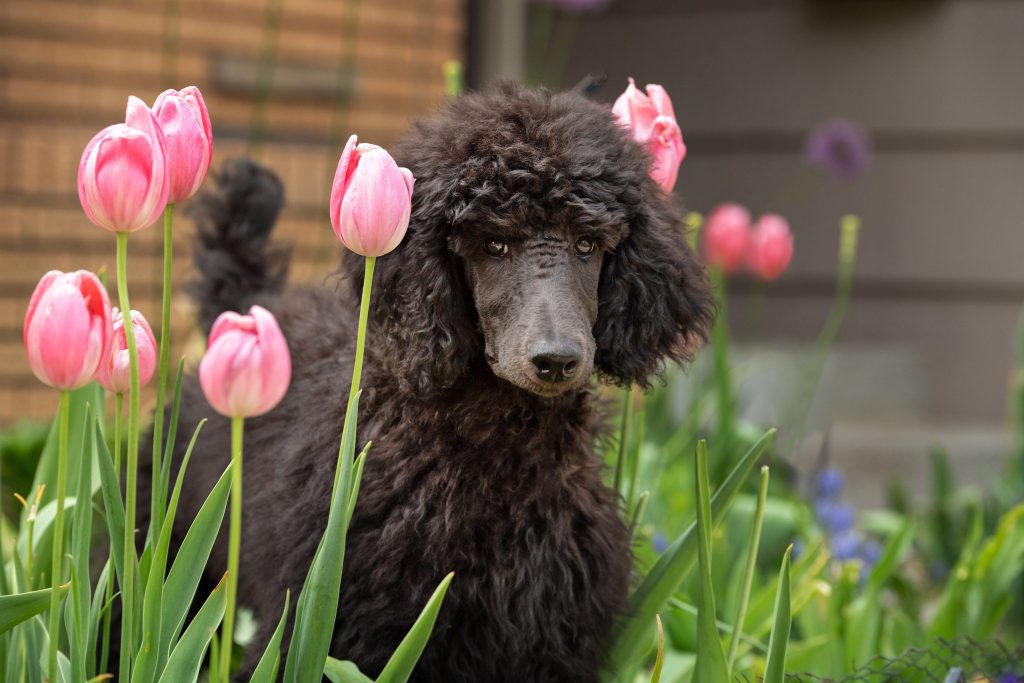 poodle in tulips