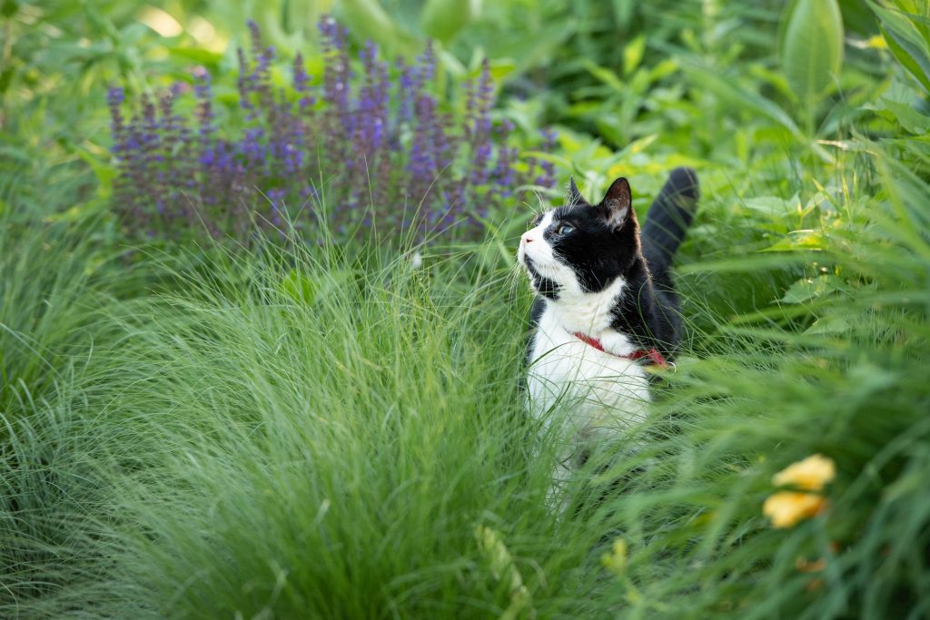 tuxedo cat outside in tall grasses